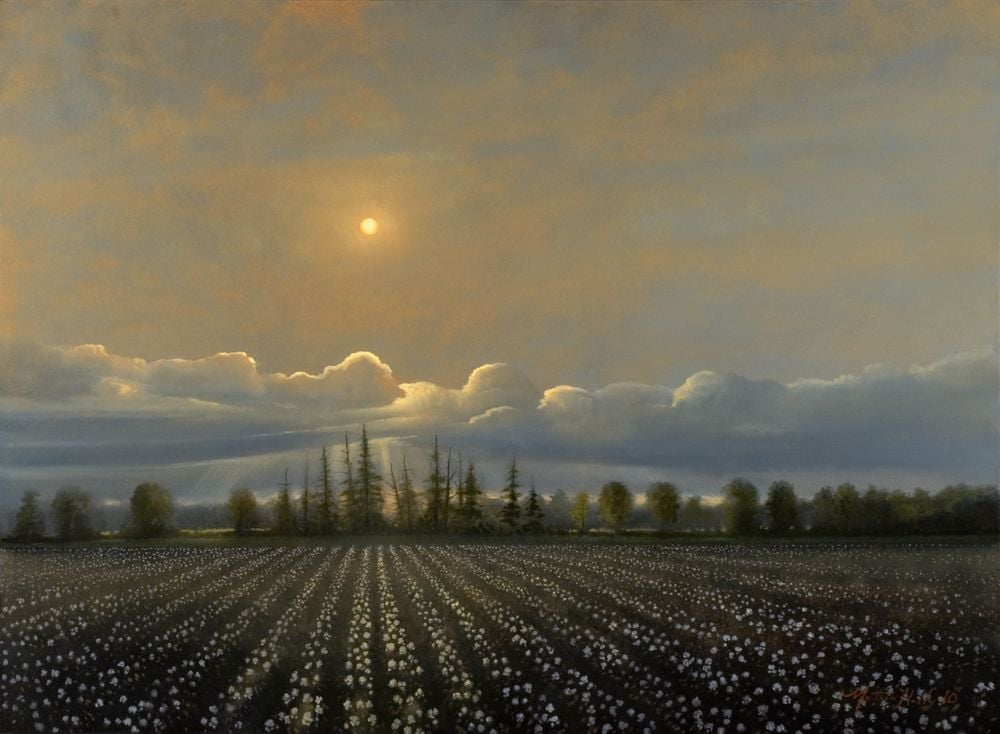 Image of Cotton at Sunset