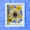 Genuine Sunflower, Delphinium And Pansy Wildflowers In 8" X 10" Shadow Box (Item# 202201LS)