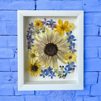 Image 3 of Genuine Sunflower, Delphinium And Pansy Wildflowers In 8" X 10" Shadow Box (Item# 202201LS)