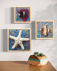 Image 1 of Chocolate Chip Sea Star 