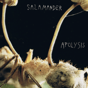 Image of Salamander - Apolysis CS