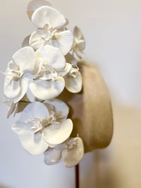 Image 1 of White orchids 