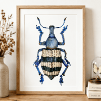 Image 11 of Weevil Beetle Watercolor Illustration PRINT 