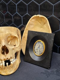 Image 1 of ANTIQUE ANATOMICAL COLLECTION - Preserved web- BRAIN