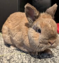 Image 2 of BunBun Stickers 