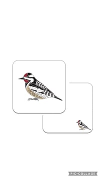 Image 3 of Yellow-bellied Sapsucker - No.15 - Bird Pin Badge Group Series