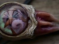 Image 12 of Nebula Hatchling Snaggletooth Pendant - Handmade,  2" OOAK