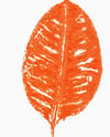 Ficus leaf monoprint