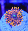 Fairy farts zoas