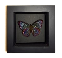 Image 1 of Constable Butterfly