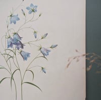 Image 14 of Planches  Anciennes les fleurs de Redouté 