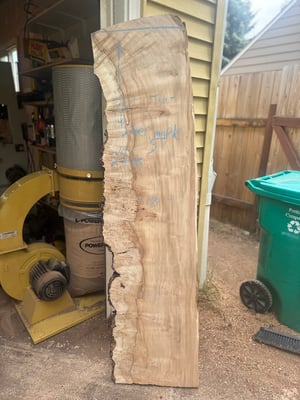 Silver maple 5