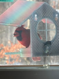 Image 5 of Window Bird Feeder with Suction Cups – 3D Printed Bird Watching Feeder