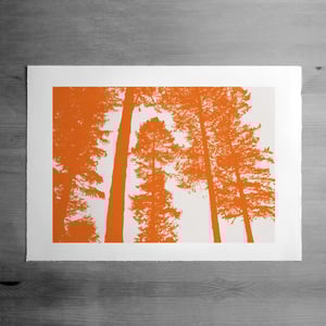 Image of Silverwood print