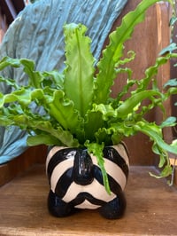 Image 5 of Osaka Fern in Funky Zebra Pot