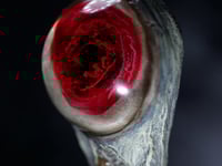 Image 15 of Blood Splash Snaggletooth Pendant