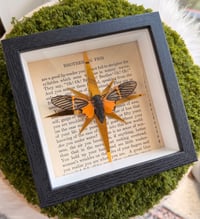 Image 5 of Golden Cicada 