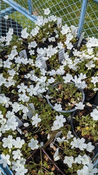 Image 2 of Baby Blue Eyes : Nemophila menziesii