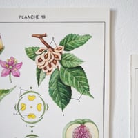 Image 4 of Planches De Botanique Colorées.