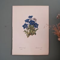 Image 11 of Planches  Anciennes les fleurs de Redouté 