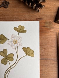Image 2 of Wood Sorrel Original Painting