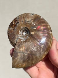 Image 14 of Purple Iridescent Ammonite Shell Fossil | Madagascar #3063