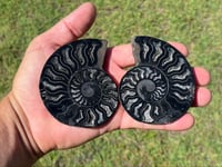 Image 5 of Black Ammonite Fossil Pair | Madagascar #2920