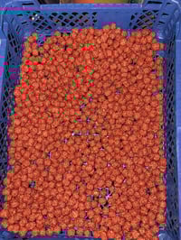 Image 2 of Blood orange wafters 