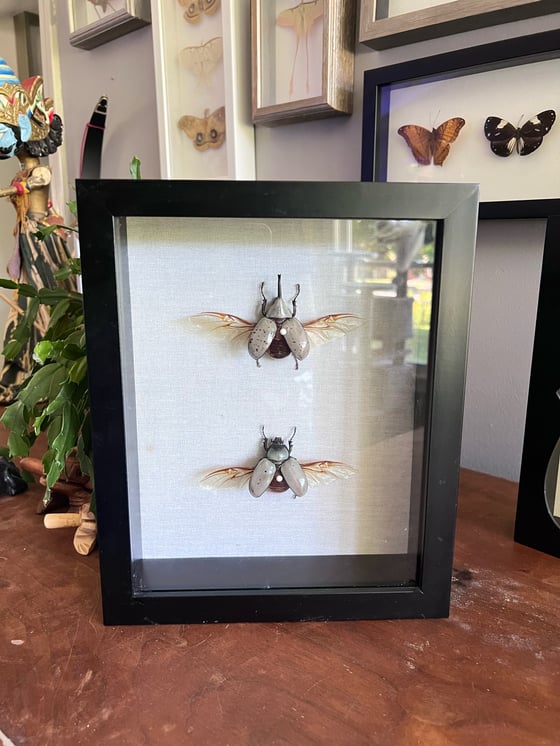Image of Hercules Beetle Pair
