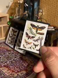 Image 2 of  Vintage death's-head hawkmoth chart 1:12 Dollshouse 
