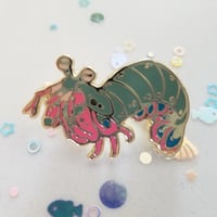 Mantis Shrimp