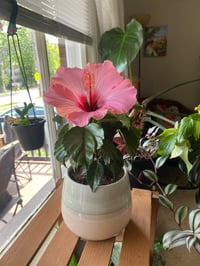 Image 3 of Hardy Pink Passion Hibiscus in Pastel Pink Chrome Pot