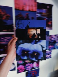 Image 3 of PANSY, BLUE NIGHT II