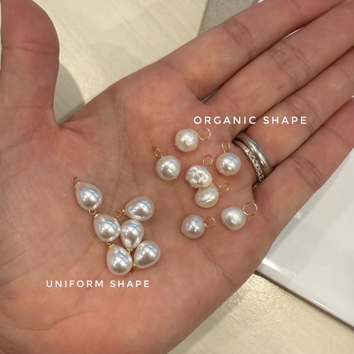 Image of Sydney Shells