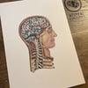 Brain Anatomy (a4)
