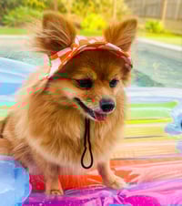 Image 3 of Orange Designer Pet Bucket Hat