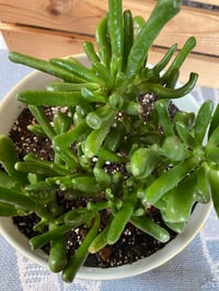 Image 2 of Gollum Jade in Tuscan Lemon Bowl