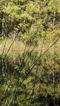Image 5 of Hardstem Bulrush : Scirpus (Schoenoplectus) acutus