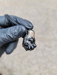 Image 7 of Tortoiseshell (sparkle) paw with black toebeans