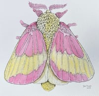 Rosy Maple Moth