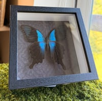 Image 1 of Swift Peacock Moth