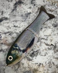 Image 1 of Full Size Shat - “Gizzard”