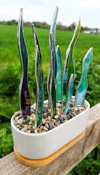 Image 3 of Stained Glass Snake Plants in Oblong Pot