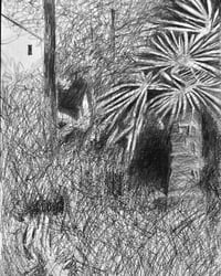 Image 1 of Trachycarpus drawing by Noel Betowski