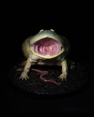 Budgett’s Frog Model II 