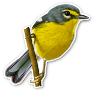Reinita Mariposera | Adelaide's Warbler Sticker 