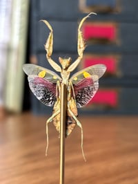 Image 1 of jeweled flower mantis