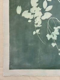 Image 4 of Ivy