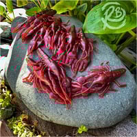 Red Craws (10pc) 