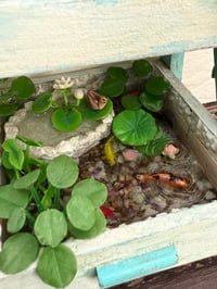 Image 3 of Miniature Garden Shelf